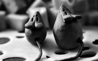 Сыр Маасдам: польза и вред – калорийность.