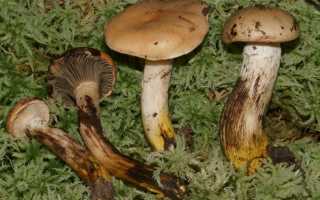 Гриб мокруха – полезные свойства, противопоказания и рецепты