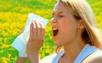 Амброзия – каковы ее полезные свойства? Существуют ли противопоказания?