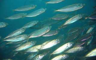 Ставрида – каковы ее полезные свойства, степень калорийности, как правильно выбрать при покупке.