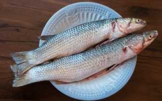 Пеленгас – полезные свойства, калорийность и рецепты