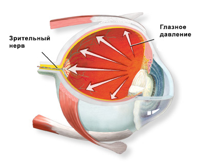 Схема давления внутри глазного яблока человека 1
