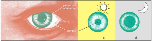 Реакция зрачка на свет
