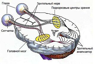 Зрительная система