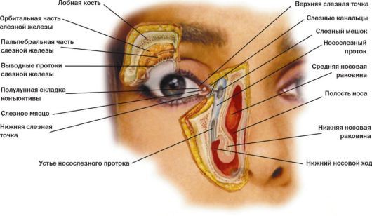 Схема слезного аппарата человека