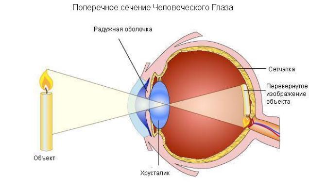 Оптическая система глаза