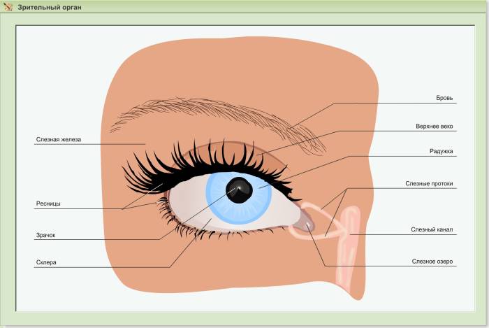 Анатомия глаза